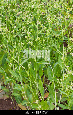 Dittander, ausdauernde Kresse, breit-Blatt Pfeffer-Grass, breitblättrige Kresse, Feldkresse, ausdauernde Kresse, Peppergrass, Diptam, hoch auf (Lepidium Latifolium, Cardaria Latifolia), blühen, Deutschland Stockfoto