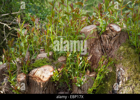 Weide, schießt Korbweide (Salix spec.), junge auf einem verfing Weiden, Deutschland Stockfoto