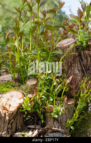 Weide, schießt Korbweide (Salix spec.), junge auf einem verfing Weiden, Deutschland Stockfoto