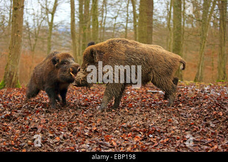 Wildschwein, Schwein, Wildschwein (Sus Scrofa), kämpfen Tuskers, Deutschland, Baden-Württemberg Stockfoto