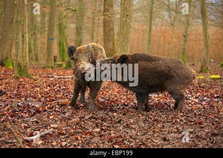 Wildschwein, Schwein, Wildschwein (Sus Scrofa), kämpfen Tuskers, Deutschland, Baden-Württemberg Stockfoto