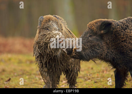 Wildschwein, Schwein, Wildschwein (Sus Scrofa), kämpfen Tuskers, Deutschland, Baden-Württemberg Stockfoto