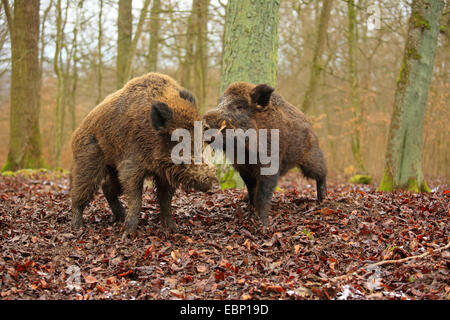 Wildschwein, Schwein, Wildschwein (Sus Scrofa), kämpfen Tuskers, Deutschland, Baden-Württemberg Stockfoto