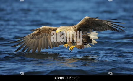 Meer Seeadler (Haliaeetus Horste), Jagd, kurz vor greifen die Beute, Norwegen Stockfoto