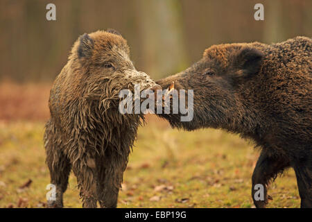 Wildschwein, Schwein, Wildschwein (Sus Scrofa), kämpfen Tuskers, Deutschland, Baden-Württemberg Stockfoto