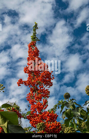 Feuer-Thorn, scarlet Firethorn, brennenden Dornbusch (Pyracantha Coccinea), Zweig mit Früchten, D-Entrecasteau-Nationalpark Stockfoto