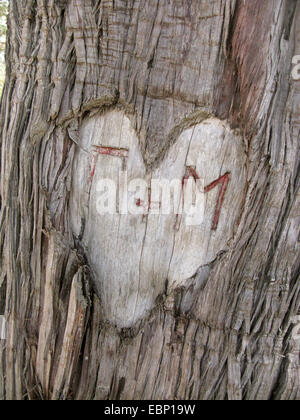 Stachelige Wacholder, Cade, stachelige Zeder, Cade Juniper, scharfe Zeder, Large-fruited Wacholder (Juniperus Oxycedrus SSP. Macrocarpa, Juniperus Macrocarpa), Herz mit griechischen Buchstaben geschnitzt in einen Baumstamm, Griechenland, Peloponnes Stockfoto