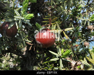 Stachelige Wacholder, scharfe Zeder, Large-fruited Wacholder (Juniperus Oxycedrus SSP. Macrocarpa, Juniperus Macrocarpa), Cade, stachelige Zeder, Cade Wacholder Beeren auf einem Zweig, Griechenland, Peloponnes Stockfoto