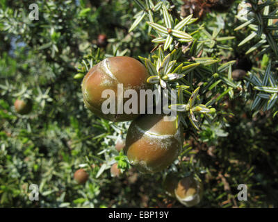 Stachelige Wacholder, scharfe Zeder, Large-fruited Wacholder (Juniperus Oxycedrus SSP. Macrocarpa, Juniperus Macrocarpa), Cade, stachelige Zeder, Cade Wacholder Beeren auf einem Zweig, Griechenland, Peloponnes Stockfoto