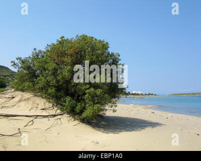 Stachelige Wacholder, Cade, stachelige Zeder, Cade Juniper, scharfe Zeder, Large-fruited Wacholder (Juniperus Oxycedrus SSP. Macrocarpa, Juniperus Macrocarpa), auf dem Strand, Griechenland, Peloponnes, Elafonisos Stockfoto