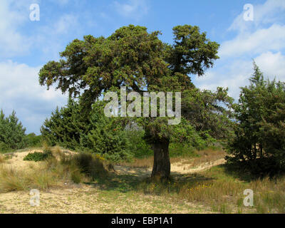 Stachelige Wacholder, Cade, stachelige Zeder, Cade Wacholder, scharfe Zeder, Large-fruited Wacholder (Juniperus Oxycedrus SSP. Macrocarpa, Juniperus Macrocarpa), einziger Baum auf Dünen, Griechenland, Peloponnes, Laconia Stockfoto