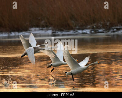 Singschwan (Cygnus Cygnus), fliegen Whooper Schwäne, Deutschland, Brandenburg Stockfoto