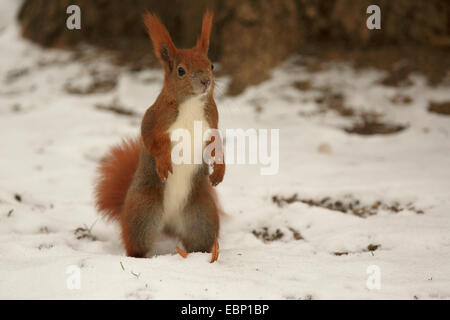 Europäische Eichhörnchen, eurasische rote Eichhörnchen (Sciurus Vulgaris), steht auf den Hinterbeinen im Schnee, Deutschland, Sachsen Stockfoto