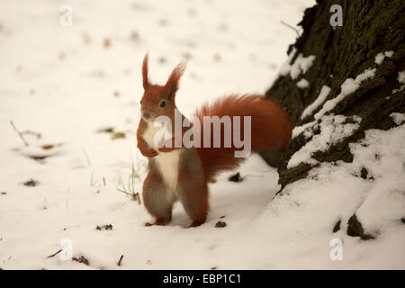 Europäische Eichhörnchen, eurasische rote Eichhörnchen (Sciurus Vulgaris), steht auf den Hinterbeinen im Schnee, Deutschland, Sachsen Stockfoto