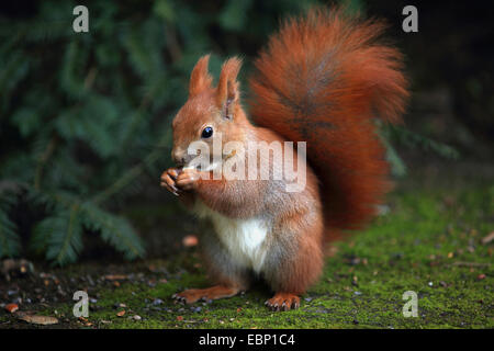 Europäische Eichhörnchen, eurasische Eichhörnchen (Sciurus Vulgaris), auf moosigen Boden sitzen und Essen, Deutschland, Sachsen Stockfoto