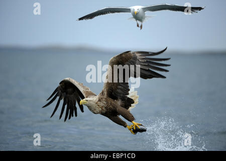 Meer Seeadler (Haliaeetus Horste), fliegen mit Beute, bedrängt durch eine große schwarz-unterstützte Möve, Norwegen Stockfoto
