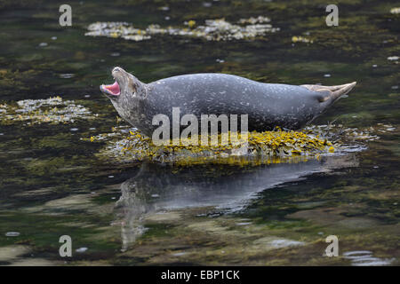 Harbor Seal, Seehunde (Phoca Vitulina), ruht auf einer überdachten mit Algen Stein und Dröhnen, Island Stockfoto