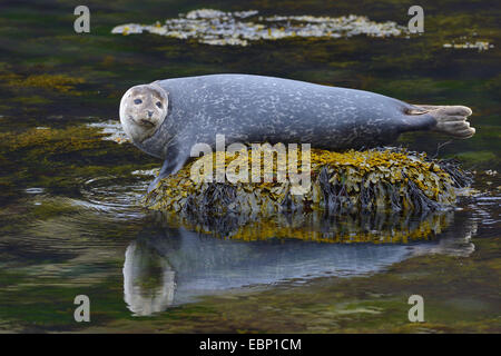 Harbor Seal, Seehunde (Phoca Vitulina), ruht auf einer überdachten mit Algen Stein, Island Stockfoto