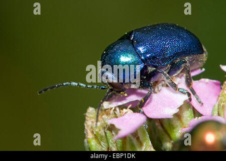 Zylindrische Blattkäfer (Randzone Fühler) auf lila Blume, Deutschland Stockfoto