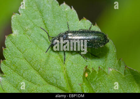 Soft-Flügel Blume Käfer (Dasytes Cyaneus, Dasytes Caeruleus), sitzt auf einem Blatt Stockfoto