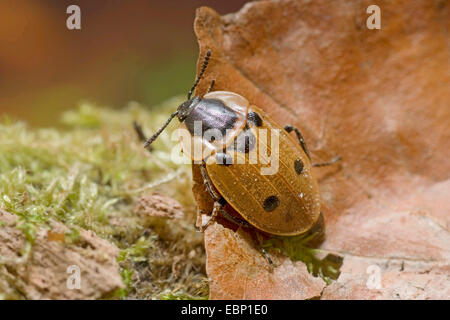 vier-spotted Burying Käfer (Xylodrepa Quadrimaculata, Dendroxena Quadrimaculata), sitzen auf ein welkes Blatt liegen in Moos, Deutschland Stockfoto