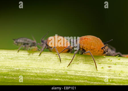 Blattlaus (Aphis spec.), einige Tiere einer Kolonie auf einem Stiel, Deutschland Stockfoto