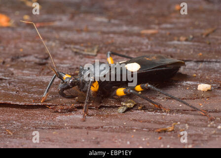 Wite-eyed Meuchelmörder Bug (Platymeris Biguttata), auf einem Stein Stockfoto