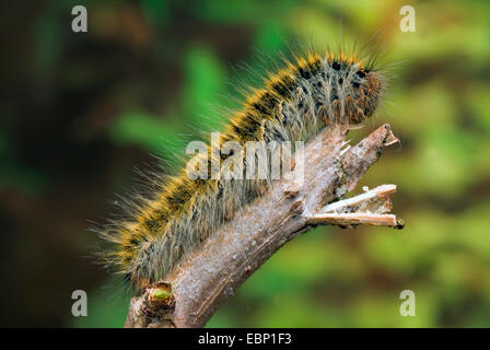 Grass Eggar (Lasiocampa Trifolii, Pachygastria Trifolii), Raupe auf einem Zweig, Deutschland Stockfoto