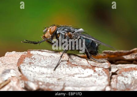 blaue Schmeißfliege (Hexamerinaufnahme Erythrocephala, Hexamerinaufnahme eingespieltes), Pflege, Deutschland Stockfoto