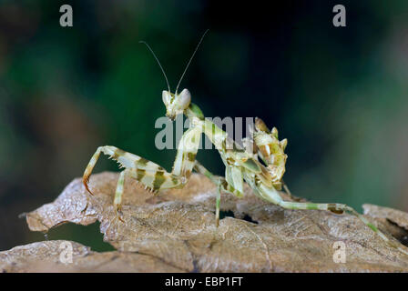 Mantis, Blume Gottesanbeterin (Creobroter Pictipennis), auf einem Blatt Blume Stockfoto