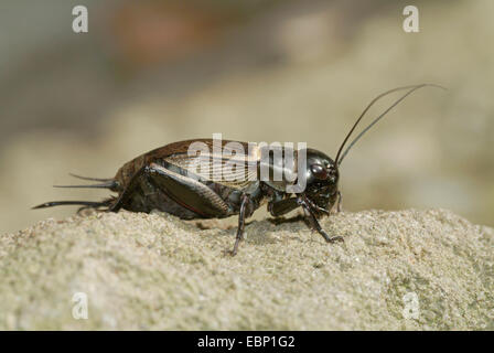 Field Cricket (Gryllus Campestris), auf einem Stein, Schweiz, Berner Oberland Stockfoto