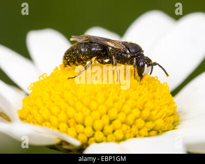 Gipser Biene, Polyester Biene (Hylaeus Nigritus), Hylaeus Biene männlich Futtersuche auf Ochsen-Auge Daisy Blume, Deutschland Stockfoto