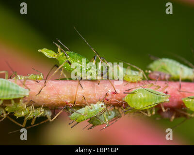 Blattlaus, Pflanze Läuse (Aphididae), Blattläuse saugen an einer Rose, Deutschland Stockfoto