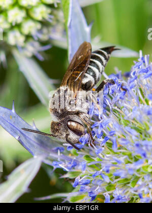 Coelioxys (Coelioxys Conoidea), weibliche Futtersuche auf flachen Meer Holly, Eryngium Planum, Deutschland Stockfoto