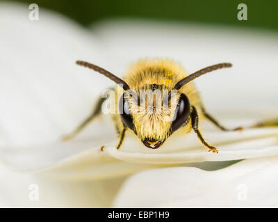 Colletid Biene (Colletes Similis), männliche auf einer Ochsen-Auge Daisy Blume, Deutschland Stockfoto