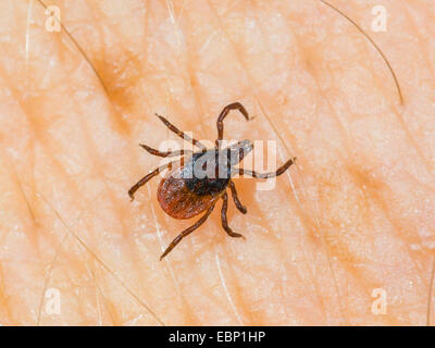 Europäische Rizinuspflanze Tick, europäischen Schafe Zecke (Ixodes Ricinus), Weiblich auf der menschlichen Haut, Deutschland Stockfoto