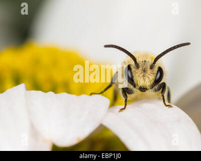 Colletid Biene (Colletes Similis), männliche auf einer Ochsen-Auge Daisy Blume, Deutschland Stockfoto