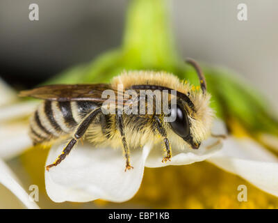 Colletid Biene (Colletes Similis), männliche auf einer Ochsen-Auge Daisy Blume, Deutschland Stockfoto