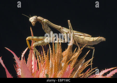 Budwing Mantis (Parasphendale Agrionina), auf einer agave Stockfoto