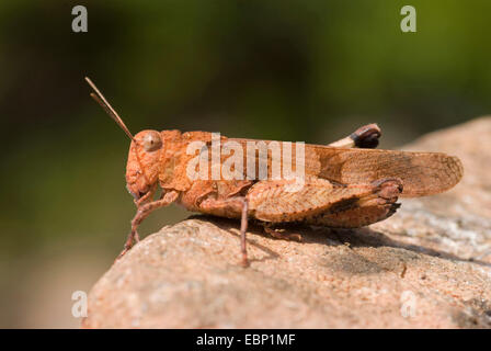 Blau-geflügelte Heuschrecke (Oedipoda Coerulescens), Weiblich, Frankreich, Corsica Stockfoto