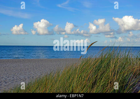 Strandhafer, Europäische Strandhafer, Dünengebieten Grass, Psamma, Meer Sand-Reed (Ammophila Arenaria), im Abendlicht, Darß, Mecklenburg-Vorpommern, Deutschland und Western Region Nationalpark Vorpommersche Ostseeküste Stockfoto