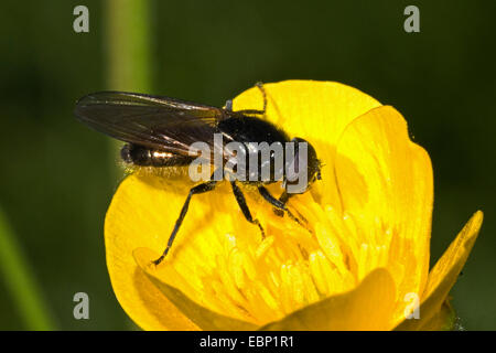 (Cheilosia spec.), Hoverfly auf Butterblume Blume, Deutschland Stockfoto