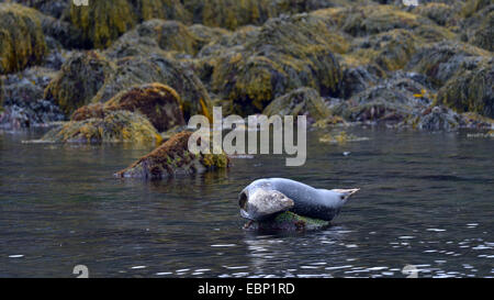 Harbor Seal, Seehunde (Phoca Vitulina), ruht auf einer überdachten mit Algen Stein und im Rückblick, Island Stockfoto