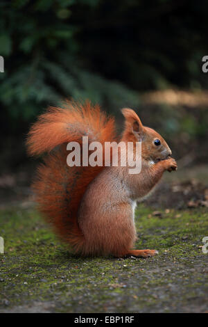 Europäische Eichhörnchen, eurasische Eichhörnchen (Sciurus Vulgaris), auf dem Boden sitzen und Essen, Deutschland, Sachsen Stockfoto