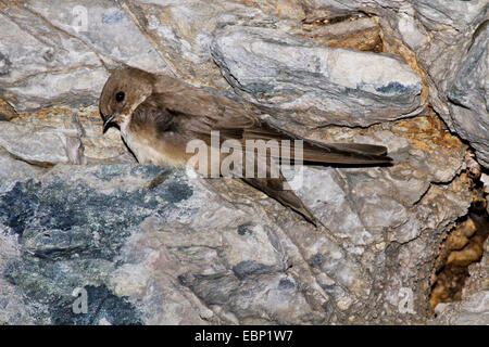 Felsenschwalbe (Ptyonoprogne Rupestris, Hirundo Rupestris), sitzt in einer Felswand, France, Metropolitan, Haute-Corse, Moriani-Plage Stockfoto