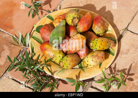 Indische Feigen, Birne Kaktus (Opuntia Ficus-Indica, Opuntia Ficus-Barbarica), frisches Obst in eine Schüssel geben, Frankreich, Corsica Stockfoto