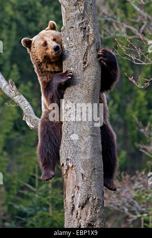 Europäischer Braunbär (Ursus Arctos Arctos), sitzt auf einem Schrittgurt, Deutschland, Bayern, Nationalpark Bayerischer Wald Stockfoto