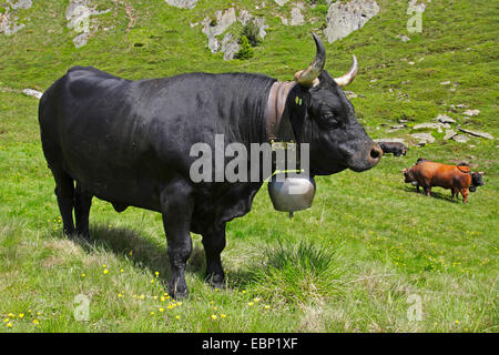 Herens (Bos Primigenius F. Taurus), stehend auf der Alm, Schweiz, Wallis Stockfoto