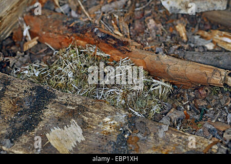 Rötelmaus (Clethrionomys Glareolus, Myodes Glareolus), Nest von Mäusen unter einem Holzstapel, Deutschland, Baden-Württemberg Stockfoto