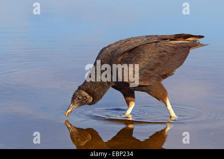 Amerikanische schwarze Geier (Coragyps Atratus), steht im seichten Wasser und Getränke, USA, Florida, Myakka River State Park Stockfoto